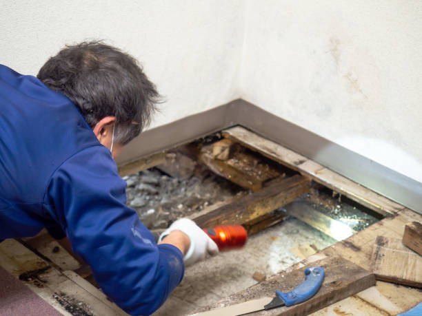 Mold Testing and Removal in Lincoln Park, PA