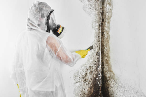 Best Mold Damage Repair  in Lincoln Rk, PA
