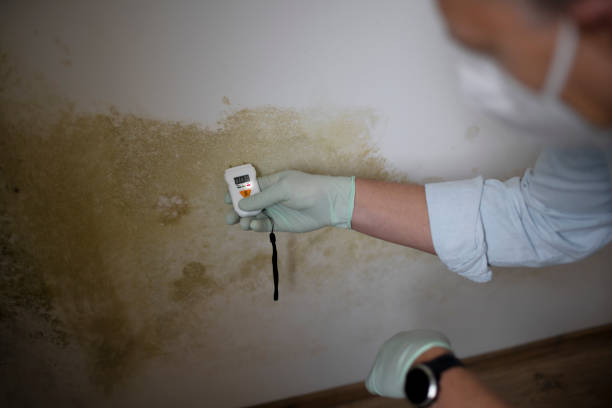 Best Local Mold Removal Service  in Lincoln Rk, PA
