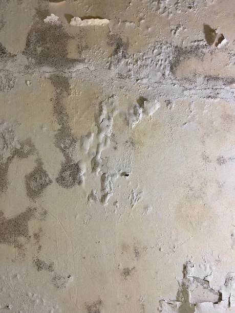  Lincoln Rk, PA Mold Removal Pros