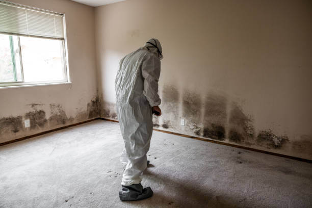 Mold Removal and Inspection in Lincoln Park, PA