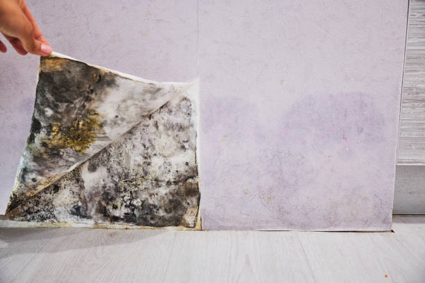 Best Black Mold Removal  in Lincoln Rk, PA